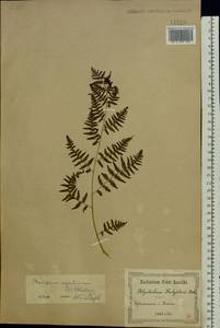Pteridium aquilinum subsp. pinetorum (C. N. Page & R. R. Mill) J. A. Thomson, Eastern Europe, South Ukrainian region (E12) (Ukraine)