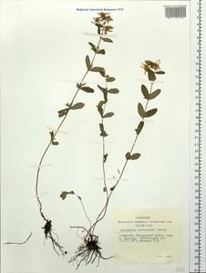Hypericum attenuatum Fisch. ex Choisy, Siberia, Altai & Sayany Mountains (S2) (Russia)