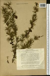 Larix sibirica Ledeb., Siberia, Baikal & Transbaikal region (S4) (Russia)