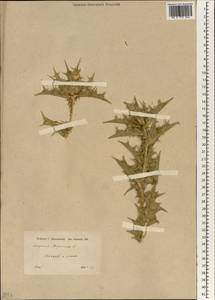 Scolymus hispanicus L., South Asia, South Asia (Asia outside ex-Soviet states and Mongolia) (ASIA) (Turkey)