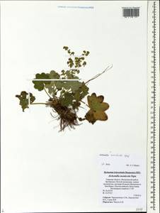 Alchemilla monticola Opiz, Eastern Europe, North-Western region (E2) (Russia)