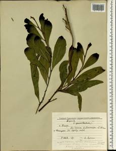 Acacia, South Asia, South Asia (Asia outside ex-Soviet states and Mongolia) (ASIA) (Cyprus)