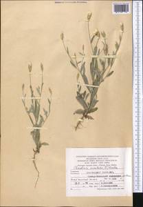 Chardinia orientalis (L.) Kuntze, Middle Asia, Kopet Dag, Badkhyz, Small & Great Balkhan (M1) (Turkmenistan)