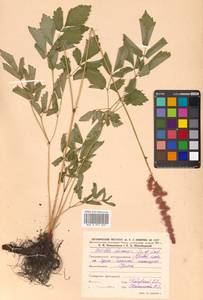 Astilbe rubra Hook. fil. & Thomson, Siberia, Russian Far East (S6) (Russia)