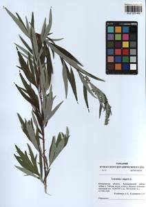 Artemisia vulgaris L., Siberia, Altai & Sayany Mountains (S2) (Russia)