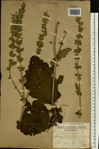 Salvia austriaca Jacq., Eastern Europe, South Ukrainian region (E12) (Ukraine)