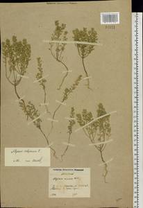 Alyssum alyssoides (L.) L., Eastern Europe, Moscow region (E4a) (Russia)