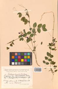 Lathyrus humilis (Ser.) Fisch. ex Spreng., Siberia, Russian Far East (S6) (Russia)