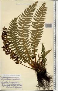 Polystichum aculeatum (L.) Roth, Caucasus, Krasnodar Krai & Adygea (K1a) (Russia)