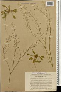 Camelina laxa C. A. Mey., Caucasus, Turkish Caucasus (NE Turkey) (K7) (Turkey)