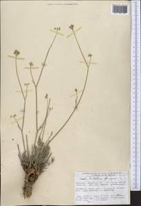 Seseli luteolum Pimenov, Middle Asia, Northern & Central Tian Shan (M4) (Kyrgyzstan)