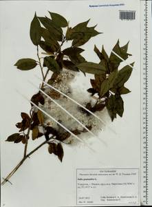 Salix pentandra L., Eastern Europe, Volga-Kama region (E7) (Russia)