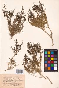 Suaeda physophora Pall., Middle Asia, Caspian Ustyurt & Northern Aralia (M8) (Kazakhstan)