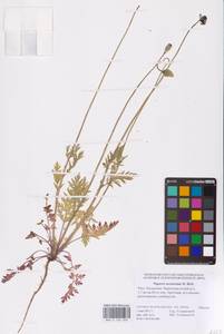 Papaver arenarium M.Bieb., Eastern Europe, Lower Volga region (E9) (Russia)