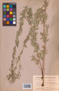 Thalictrum simplex L., Eastern Europe, Lower Volga region (E9) (Russia)