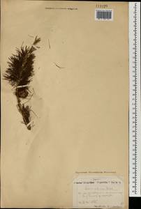 Larix sibirica Ledeb., Mongolia (MONG) (Mongolia)