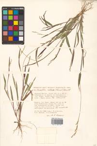 Eriochloa villosa (Thunb.) Kunth, Siberia, Russian Far East (S6) (Russia)