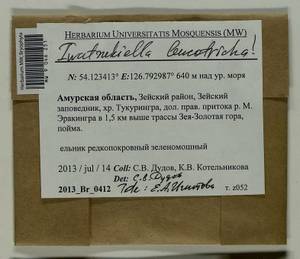Iwatsukiella leucotricha (Mitt.) W.R. Buck & H.A. Crum, Bryophytes, Bryophytes - Russian Far East (excl. Chukotka & Kamchatka) (B20) (Russia)