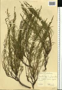 Artemisia salsoloides Willd., Eastern Europe, North Ukrainian region (E11) (Ukraine)