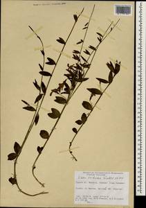 Vinca herbacea Waldst. & Kit., South Asia, South Asia (Asia outside ex-Soviet states and Mongolia) (ASIA) (Turkey)