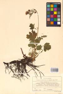 Geum rivale L., Eastern Europe, Central region (E4) (Russia)