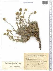 Smelowskia calycina (Stephan) C.A. Mey., Middle Asia, Western Tian Shan & Karatau (M3) (Kyrgyzstan)
