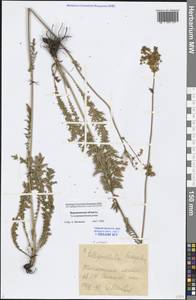 Filipendula vulgaris Moench, Eastern Europe, Central forest-and-steppe region (E6) (Russia)