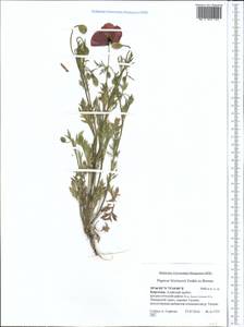 Papaver laevigatum M. Bieb., Middle Asia, Pamir & Pamiro-Alai (M2) (Kyrgyzstan)