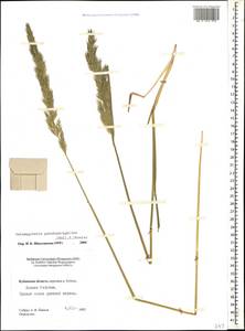 Calamagrostis pseudophragmites (Haller f.) Koeler, Caucasus, Stavropol Krai, Karachay-Cherkessia & Kabardino-Balkaria (K1b) (Russia)