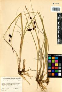 Carex pamirensis subsp. dichroa Malyschev, Siberia, Baikal & Transbaikal region (S4) (Russia)