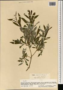 Salix sajanensis Nasarow, Mongolia (MONG) (Mongolia)