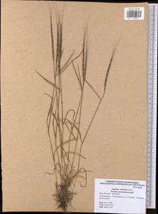 Aegilops cylindrica Host, Eastern Europe, Central region (E4) (Russia)