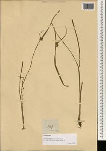 Cyperus difformis L., South Asia, South Asia (Asia outside ex-Soviet states and Mongolia) (ASIA) (Philippines)