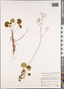 Micranthes nelsoniana subsp. aestivalis (Fisch. & C. A. Mey.) Elven & D. F. Murray, Siberia, Russian Far East (S6) (Russia)