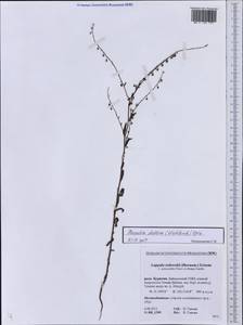 Hackelia deflexa (Wahlenb.) Opiz, Siberia, Baikal & Transbaikal region (S4) (Russia)