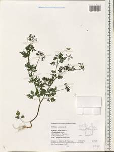 Aethusa cynapium L., Eastern Europe, Central region (E4) (Russia)