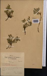 Sibbaldianthe bifurca (L.) Kurtto & T.Erikss., Middle Asia, Northern & Central Kazakhstan (M10) (Kazakhstan)