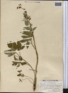 Aegopodium tadshikorum Schischk., Middle Asia, Northern & Central Tian Shan (M4) (Kazakhstan)