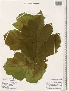 Heracleum sosnowskyi Manden., Eastern Europe, North Ukrainian region (E11) (Ukraine)