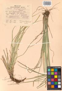 Carex blepharicarpa Franch., Siberia, Russian Far East (S6) (Russia)