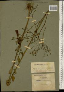 Lapsana communis subsp. intermedia (M. Bieb.) Hayek, Caucasus, Armenia (K5) (Armenia)