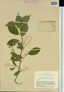 Prunus padus L., Siberia, Altai & Sayany Mountains (S2) (Russia)