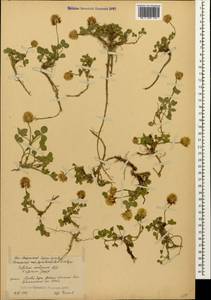 Trifolium ambiguum M.Bieb., Caucasus, South Ossetia (K4b) (South Ossetia)