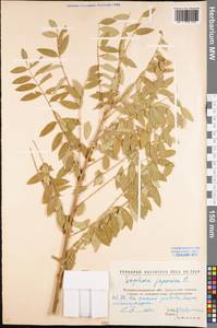 Styphnolobium japonicum (L.)Schott, Eastern Europe, North Ukrainian region (E11) (Ukraine)