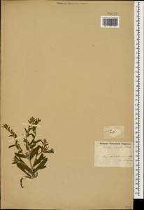 Arnebia decumbens (Vent.) Coss. & Kralik, Caucasus, Azerbaijan (K6) (Azerbaijan)