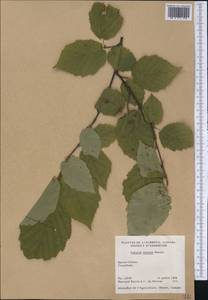 Corylus cornuta Marshall, America (AMER) (Canada)