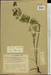 Astragalus cornutus Pall., Eastern Europe, Eastern region (E10) (Russia)