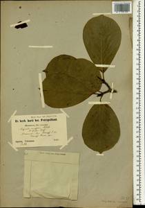 Magnolia denudata Desr., South Asia, South Asia (Asia outside ex-Soviet states and Mongolia) (ASIA) (Japan)