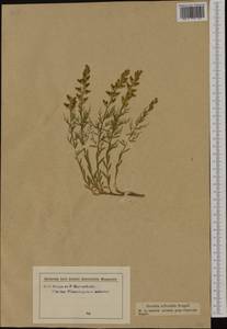 Genista sylvestris Scop., Western Europe (EUR) (Italy)