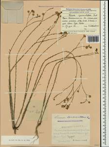 Linum austriacum subsp. squamulosum (Juz.), Crimea (KRYM) (Russia)